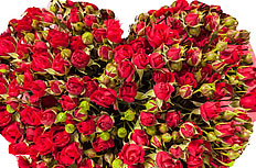 心形玫瑰花束图片