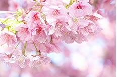 粉色山樱花高清图片下载