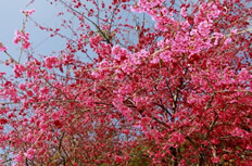 山樱花盛开高清摄影图片