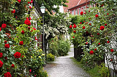 小巷两旁玫瑰花图片