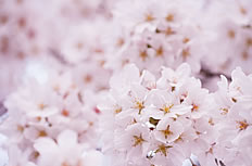 粉色樱花高清图片素材