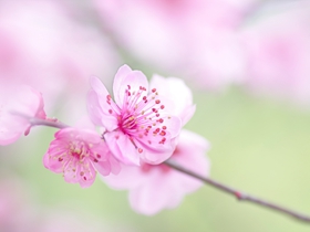 梅花图片欣赏