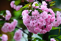 高清清新粉色樱花图片