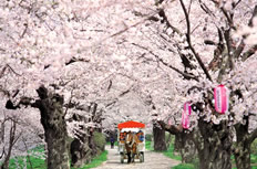 马路两边的樱花树樱花美景图片