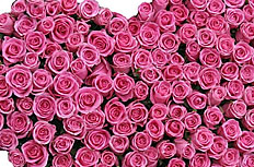 心形玫瑰花花束图片