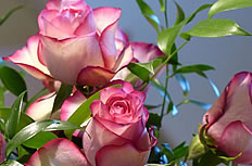 厄瓜多尔玫瑰花图片