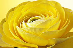 唯美黄色玫瑰花图片素材