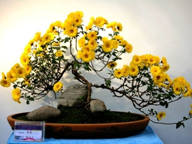 菊花展上的盆景
