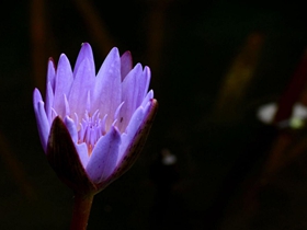 紫色印象睡莲
