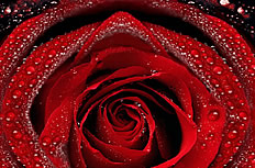 红色水滴玫瑰花高清图片