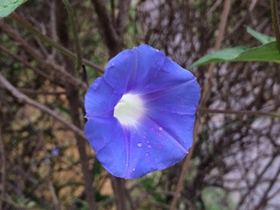 带着雨露的蓝色喇叭花