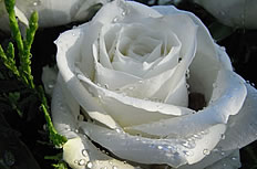 白玫瑰花图片