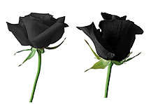 高清黑色玫瑰花图片素材
