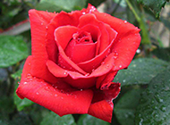 娇艳的雨后红玫瑰图片素材