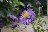 紫色菊花图片-10张