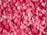 清新淡雅粉玫瑰背景图片