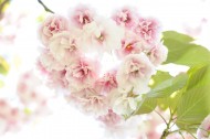 嫩嫩的粉色樱花图片-15张