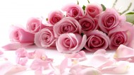 粉色玫瑰图片-12张