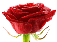 红玫瑰花图片素材高清特写
