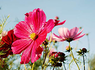 绚丽开放的波斯菊花卉图片