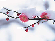 不惧寒冬的粉色桃花图片
