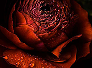 带水滴的一朵红玫瑰特写图片