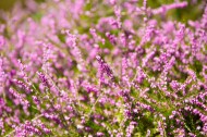 紫色石楠花图片-10张