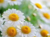 白色菊花图片唯美背景素材欣赏