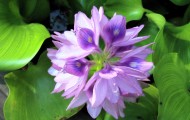 紫色水葫芦图片-8张