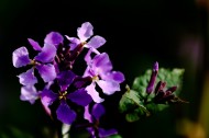 紫色诸葛菜图片-11张