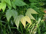 龙须藤-植物图片-5张