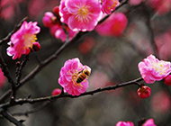 春天里桃花朵朵摄影图片