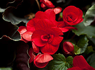 红艳娇媚的海棠花摄影图片