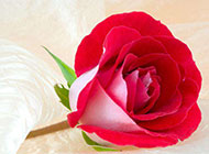 一朵红玫瑰花高清特写图片