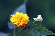 黄色高贵的棣棠花图片-14张