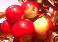 色彩艳丽的红苹果图片