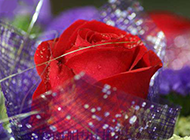 唯美的红玫瑰鲜花图片