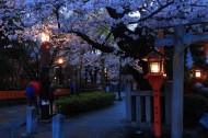 夜晚的樱花图片-9张