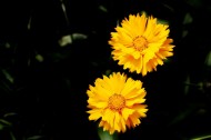 黄色金鸡菊图片-10张