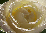 唯美的纯白玫瑰背景素材赏析