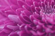 漂亮的紫色菊花微距图片-10张