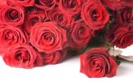 美丽动人的玫瑰花图片-14张