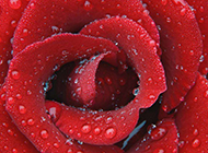唯美水滴玫瑰花背景特写图片