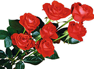 情人节的大束红玫瑰图片