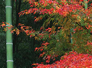 秋日的枫叶与绿竹图片