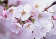 鲜艳的海棠花图片-24张