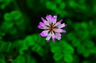 紫色苜蓿花图片-6张