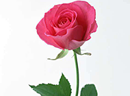 粉红玫瑰花浪漫唯美图片