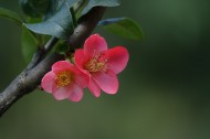 玫红色的海棠花图片-10张