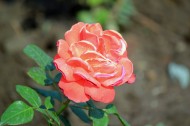 玫瑰花卉圖片-11張